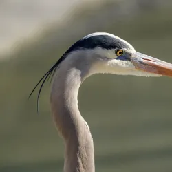 San Joaquin Wildlife Sanctuary - Irvine