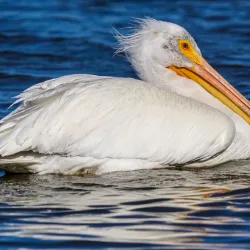 San Joaquin Wildlife Sanctuary - Irvine