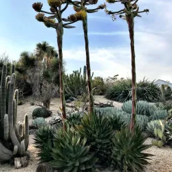 University of California, Irvine (UCI) Arboretum - Irvine