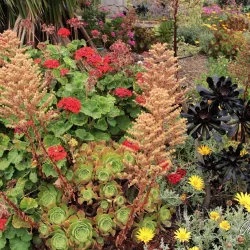 University of California, Irvine (UCI) Arboretum - Irvine