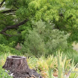 University of California, Irvine (UCI) Arboretum - Irvine