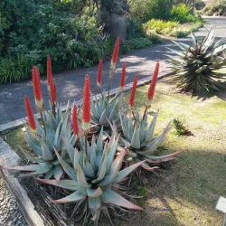 University of California, Irvine (UCI) Arboretum - Irvine