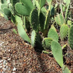 University of California, Irvine (UCI) Arboretum - Irvine