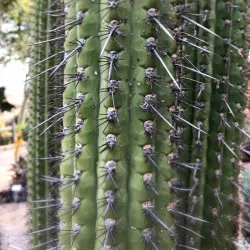 University of California, Irvine (UCI) Arboretum - Irvine