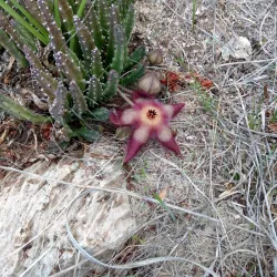University of California, Irvine (UCI) Arboretum - Irvine