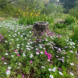 University of California, Irvine (UCI) Arboretum - Irvine