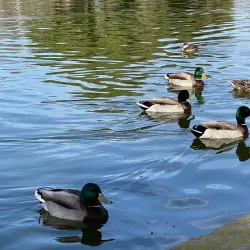 William R. Mason Regional Park - Irvine