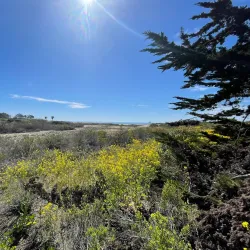 Coal Oil Point Reserve - Isla Vista