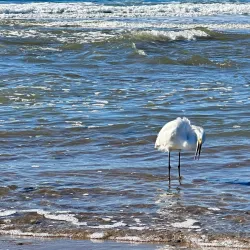 Isla Vista Beach - Isla Vista