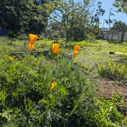 IV Community Garden - Isla Vista