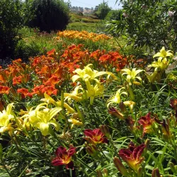 Amador Flower Farm - Jackson