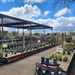 Amador Flower Farm - Jackson