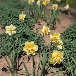 Amador Flower Farm - Jackson