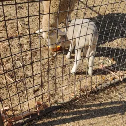 Amador Flower Farm - Jackson