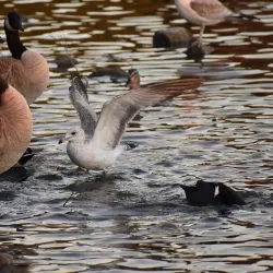 Lake Murray - La Mesa