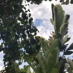 MacArthur Park - La Mesa