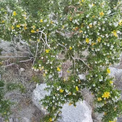 Bear Creek Trail - La Quinta