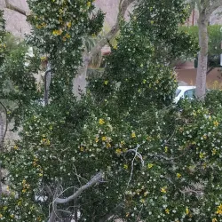 Bear Creek Trail - La Quinta