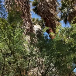 Indio Hills Palms Park - La Quinta