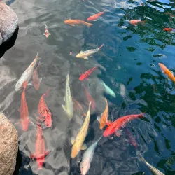 La Quinta Arts Festival - La Quinta