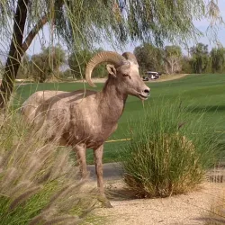 SilverRock Resort Golf Course - La Quinta