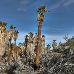 The Santa Rosa and San Jacinto Mountains National Monument - La Quinta