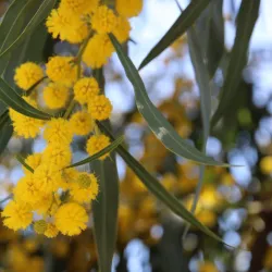 Laguna Niguel Regional Park - Laguna Niguel