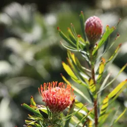 Niguel Botanical Preserve - Laguna Niguel