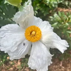 Niguel Botanical Preserve - Laguna Niguel
