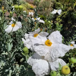 Niguel Botanical Preserve - Laguna Niguel