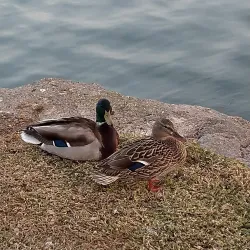 North Lake Park - Lake Forest