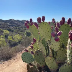 Whiting Ranch Wilderness Park - Lake Forest