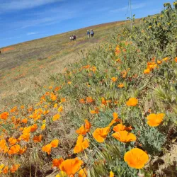 Antelope Valley California Poppy Reserve - Lancaster