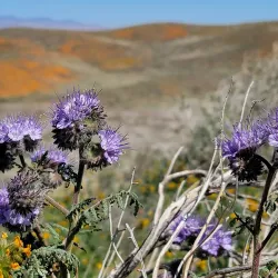 Antelope Valley California Poppy Reserve - Lancaster