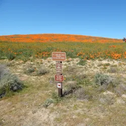 Antelope Valley California Poppy Reserve - Lancaster