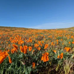 Antelope Valley California Poppy Reserve - Lancaster