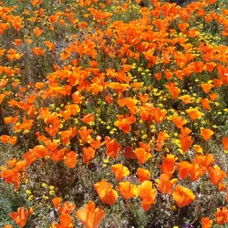 Antelope Valley California Poppy Reserve - Lancaster
