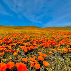 Antelope Valley California Poppy Reserve - Lancaster