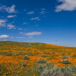 Antelope Valley California Poppy Reserve - Lancaster