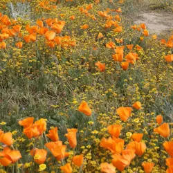 Antelope Valley California Poppy Reserve - Lancaster