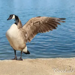 Apollo Community Regional Park - Lancaster