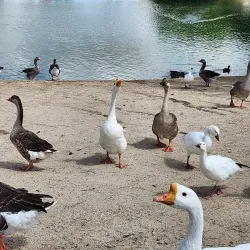 Apollo Community Regional Park - Lancaster