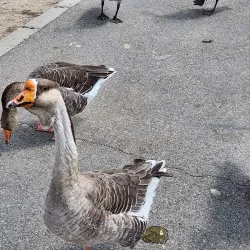 Apollo Community Regional Park - Lancaster