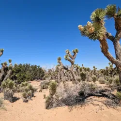 Prime Desert Woodland Preserve - Lancaster