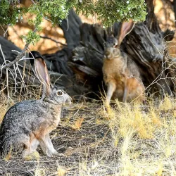 Prime Desert Woodland Preserve - Lancaster