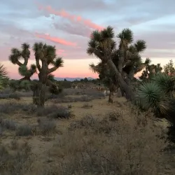 Prime Desert Woodland Preserve - Lancaster