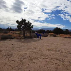 Prime Desert Woodland Preserve - Lancaster