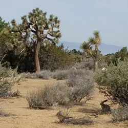 Prime Desert Woodland Preserve - Lancaster
