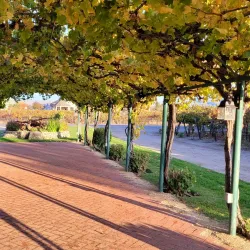 Concannon Vineyard - Livermore