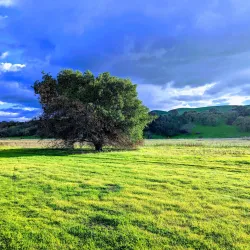 Sycamore Grove Park - Livermore